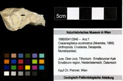 Foto (Objekt + Etiketten) von Cracensigillatus acutirostrus (Moericke, 1889) 